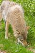 wolf in norway