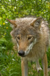 wolf