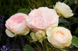 duftstarke Englische Rose