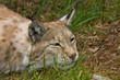Lynx