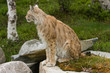 Lynx