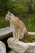 Lynx