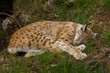 Lynx
