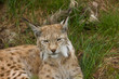 Lynx