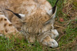 Lynx