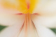 Close up of rhododendron