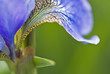 Close up of purple iris