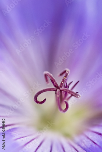 Foto: Close up of purple geranium Close up of purple geranium