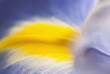 Close up of purple iris