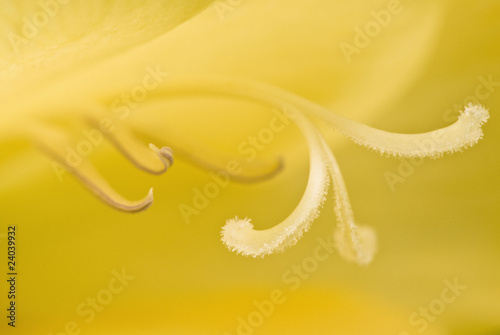 Foto: Close up of yellow gladiola Close up of yellow gladiola