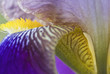 Close up of bearded iris
