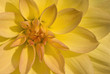 Close up of yellow dahlia