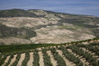 "Olive grove near Cachin, Andalucia, Spain"
