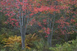 Forest with autumn leaves