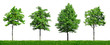 Four young green trees
