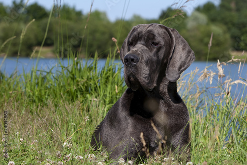 Photo: dogue allemand majestueux de face dogue allemand majestueux de face