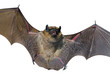 Bat 17