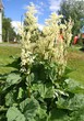 Rhubarb plant