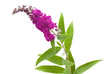 Buddleja davidii (Butterfly Bush), isolated Buddleja davidii (Butterfly Bush), isolated
