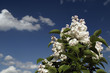 White lilac flowers on blue sky background White lilac flowers on blue sky background