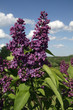 Branch of purple lilac flowers on blue sky background Branch of purple lilac flowers on blue sky background