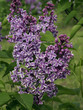 Branch of purple lilac flowers on green leaves background Branch of purple lilac flowers on green leaves background