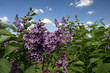 Bush of purple lilac flowers on blue sky background Bush of purple lilac flowers on blue sky background