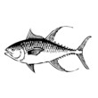 poisson, vecteur