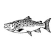 poisson, vecteur