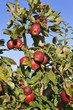 apple tree