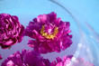 pink peonies