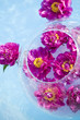 pink peonies