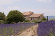 Champ de lavandes devant un mas provençal