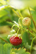 strawberry on the plant