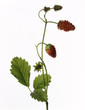 mara des bois strawberry plant