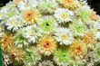 Bucket of white flowers