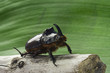 Scarabeo rinoceronte