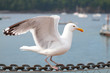 Seagull on chain Seagull on chain