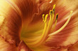 Day Lily Closeup Day Lily Closeup
