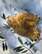 easter dove