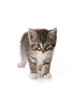 little kitten