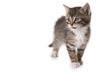 little kitten