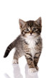 little kitten