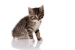 little kitten