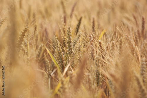 Photo: spica of corn in field spica of corn in field