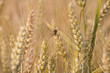 spica of corn in the field with spider in beautiful light