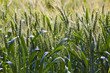 spica of corn