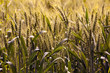 spica of corn