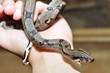 Babyboa auf der Hand