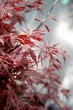 japanischer Ahorn